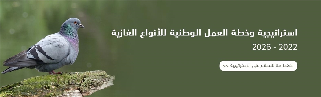 استراتيجية وخطة العمل الوطنية للأنواع الغازية 2022 - 2026