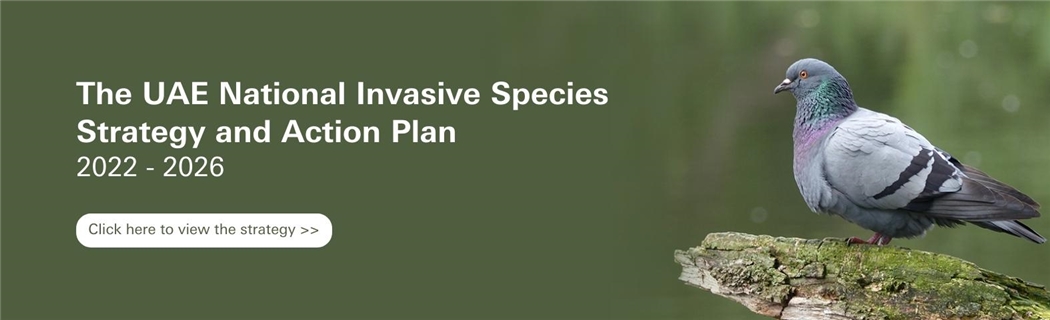 The UAE National Invasive Species Strategy & Action Plan 2022 - 2026