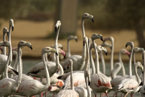 AL MARMOOM DESERT CONSERVATION RESERVE 