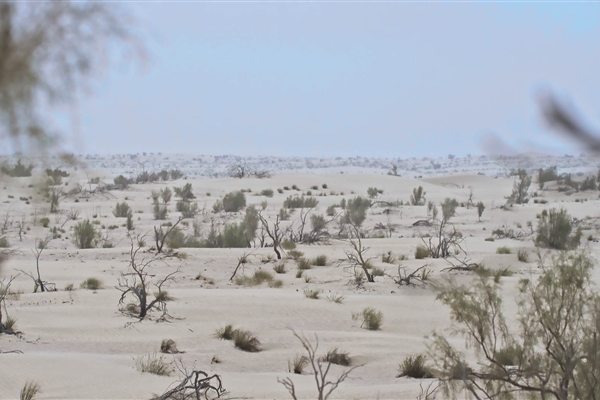 AL MARZOOM HUNTING RESERVE (AL GHADHA)