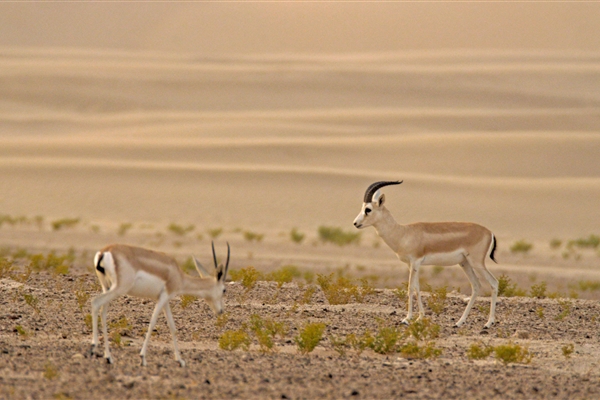 AL MARMOOM DESERT CONSERVATION RESERVE 