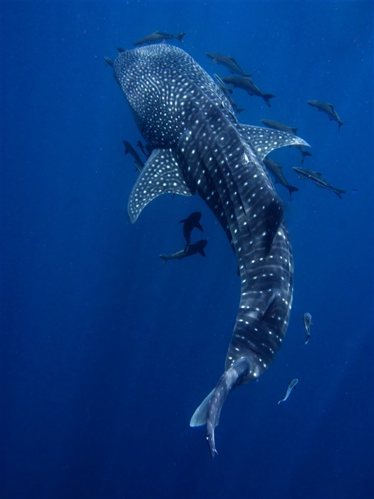 Whale_shark.jpg