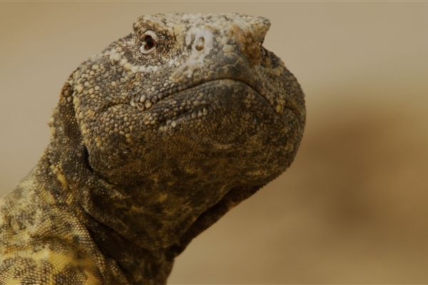 AL MARMOOM DESERT CONSERVATION RESERVE 