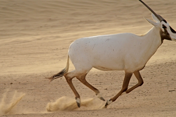 محمية المرموم الصحراوية