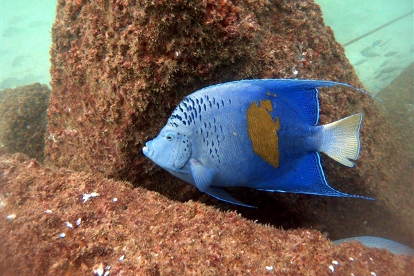 Dibba Rock 
