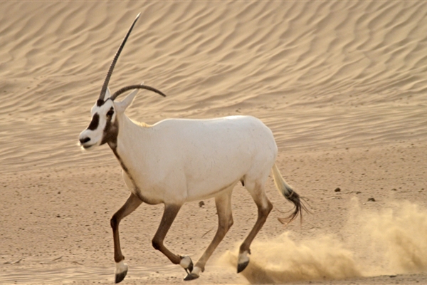 AL MARMOOM DESERT CONSERVATION RESERVE 