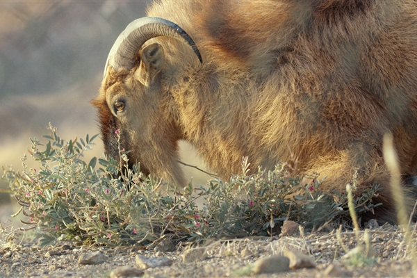 Wadi Wurayah National Park