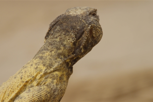 AL MARMOOM DESERT CONSERVATION RESERVE 