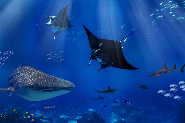 الخطة الوطنية للمحافظة على أسماك القرش وإدارتها في دولة الإمارات العربية المتحدة 2018-2021