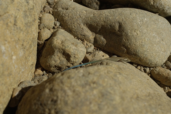 Wadi Wurayah National Park