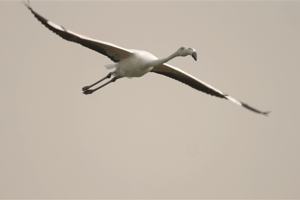 AL MARMOOM DESERT CONSERVATION RESERVE 