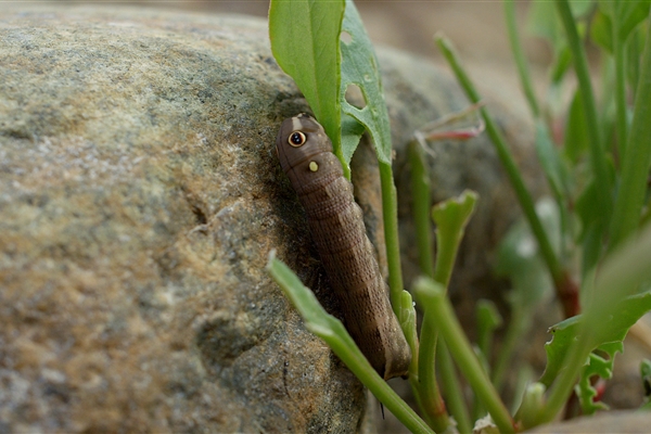 Wadi Wurayah National Park