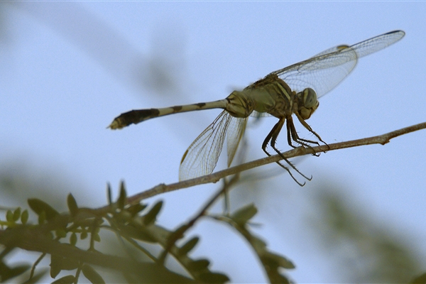 AL MARMOOM DESERT CONSERVATION RESERVE 