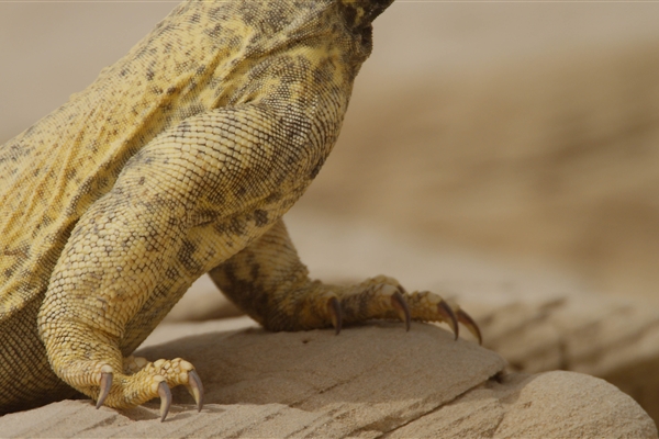 AL MARMOOM DESERT CONSERVATION RESERVE 