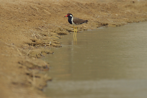 AL MARMOOM DESERT CONSERVATION RESERVE 