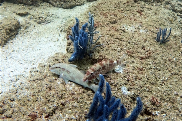 Dibba Rock 