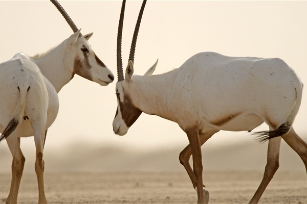 AL MARMOOM DESERT CONSERVATION RESERVE 