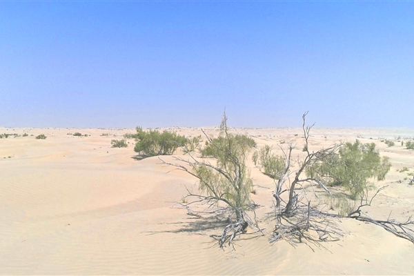 AL MARZOOM HUNTING RESERVE (AL GHADHA)