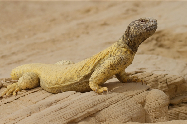 AL MARMOOM DESERT CONSERVATION RESERVE 