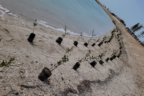 حملة تنظيف شاطئ بحر الباهية وزراعة أشجار القرم
