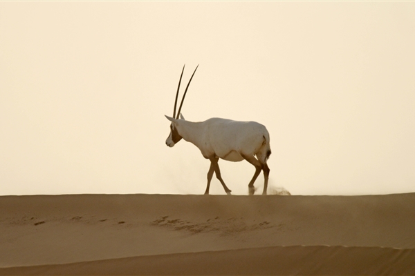 AL MARMOOM DESERT CONSERVATION RESERVE 