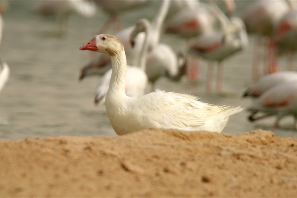 AL MARMOOM DESERT CONSERVATION RESERVE 