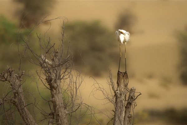 AL MARMOOM DESERT CONSERVATION RESERVE 