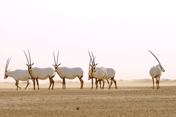 AL MARMOOM DESERT CONSERVATION RESERVE 