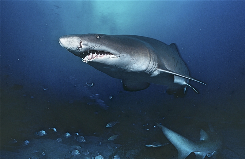 Sand_tiger_shark.jpg