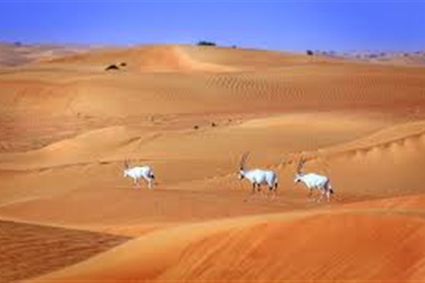 محمية دبي الصحراوية