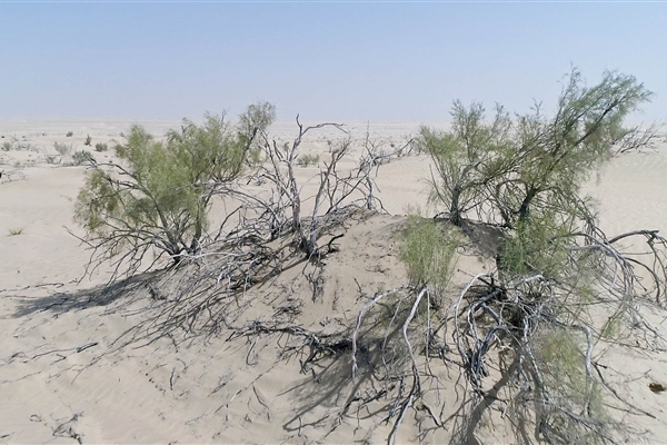 AL MARZOOM HUNTING RESERVE (AL GHADHA)