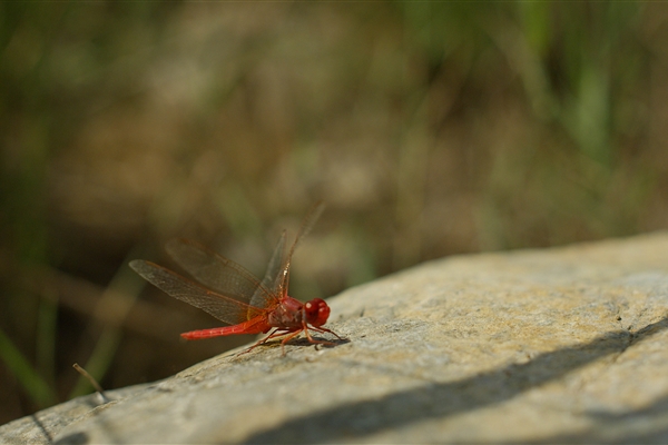 Wadi Wurayah National Park