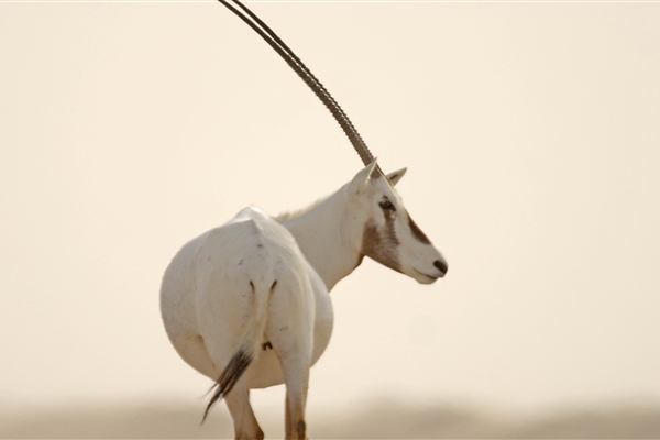 AL MARMOOM DESERT CONSERVATION RESERVE 