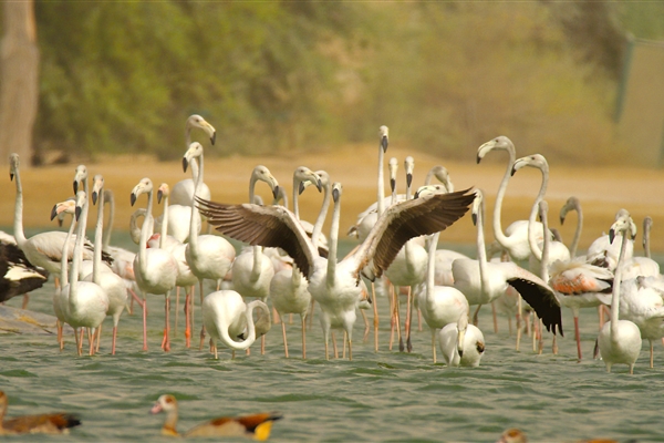 AL MARMOOM DESERT CONSERVATION RESERVE 