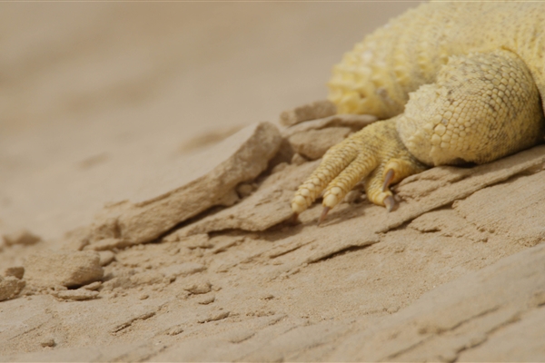 AL MARMOOM DESERT CONSERVATION RESERVE 