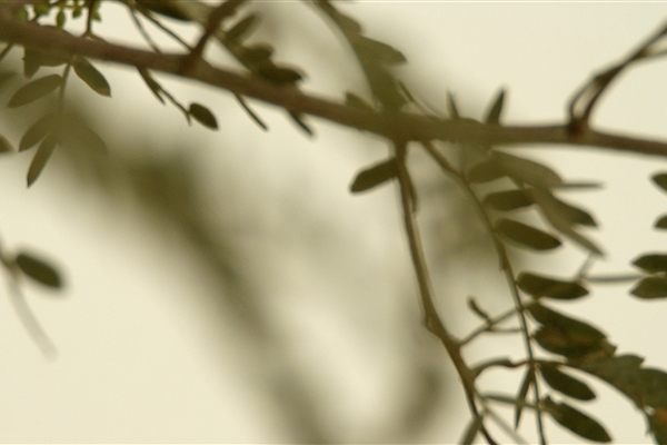 AL MARMOOM DESERT CONSERVATION RESERVE 