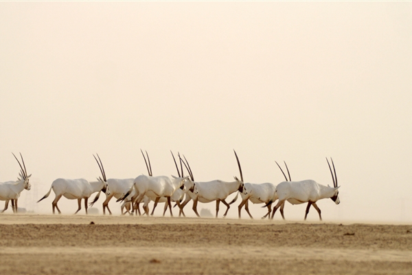 AL MARMOOM DESERT CONSERVATION RESERVE 