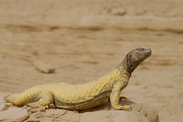 محمية المرموم الصحراوية