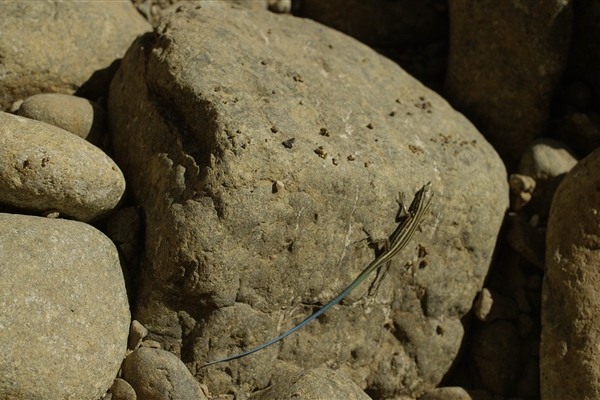 Wadi Wurayah National Park