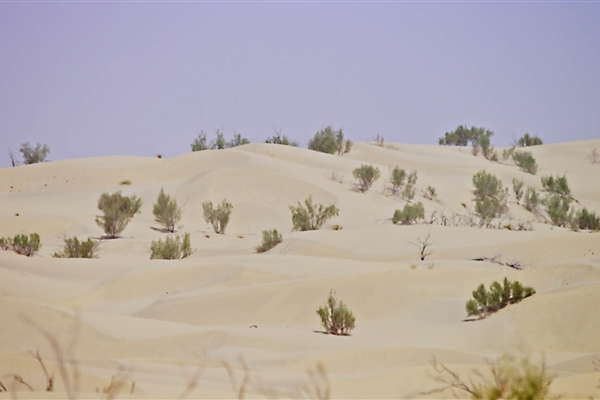 AL MARZOOM HUNTING RESERVE (AL GHADHA)