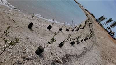 Campaign to clean the Bahia Beach and plant mangroves